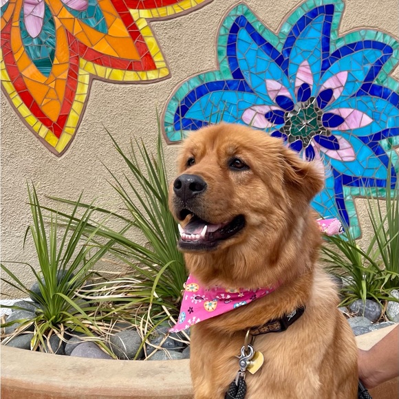 Meet your Posher, Rita - Picture 10 of 16